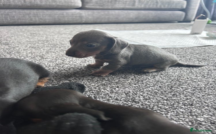 Dachshund dogs - Advert 3