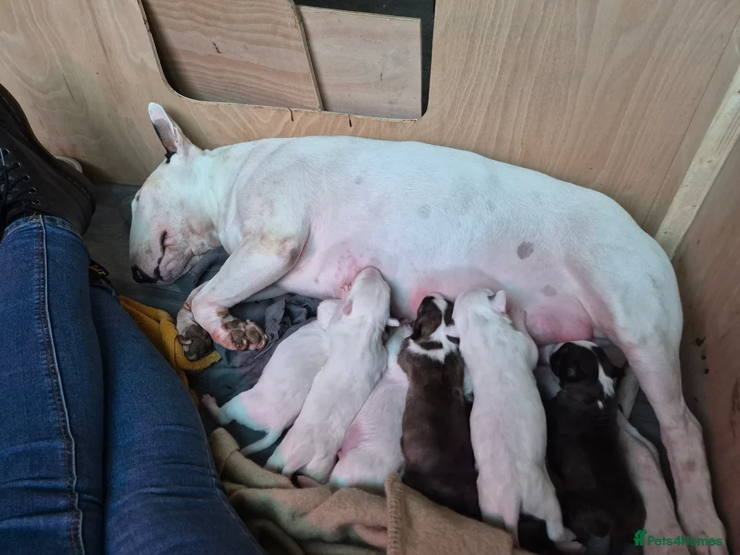 Bull Terrier dogs for sale: Beautiful litter of Bull Terrier pups - Advert 1
