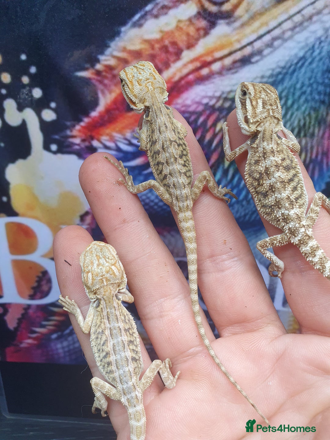 Dragon reptiles for sale: High end bearded dragons at pet prices  - Image 4