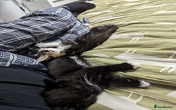 Domestic Shorthair cats for sale: 4 beautiful kittens - Image 9