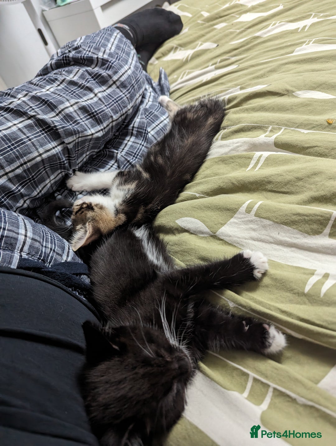Domestic Shorthair cats for sale: 4 beautiful kittens - Image 9
