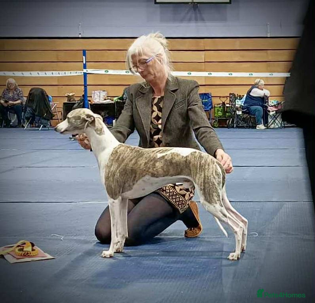 Whippet dogs for sale: Quality KC reg Whippet Puppies - Image 39