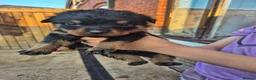 Rottweiler dogs for sale: Kc Rottweiler puppies from imported parents   - Advert 4