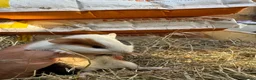 Guinea Pig rodents for sale: 2 wonderful guinea pig very friendly  - Advert 11