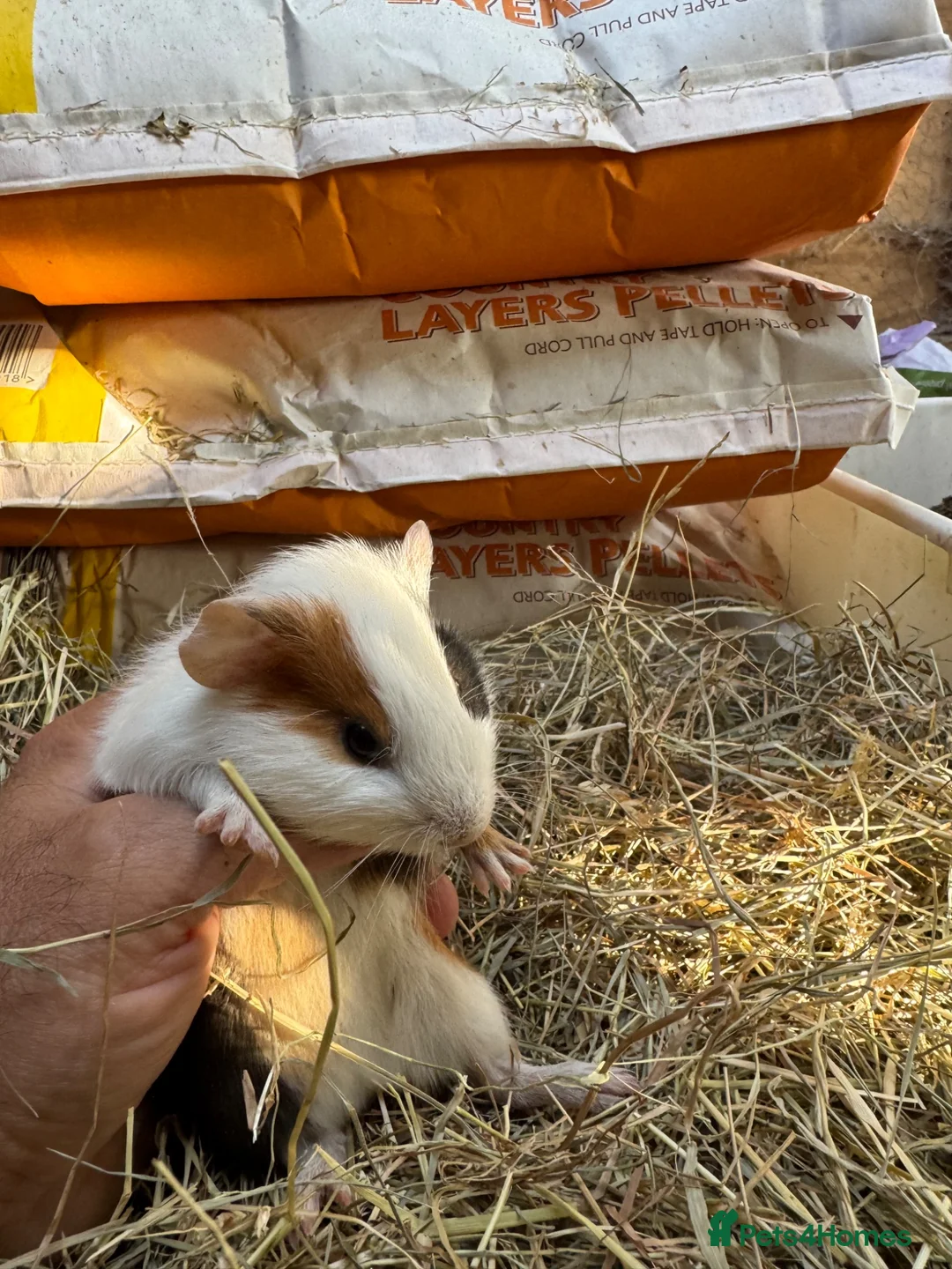 Guinea Pig rodents for sale: 2 wonderful guinea pig very friendly  - Advert 11