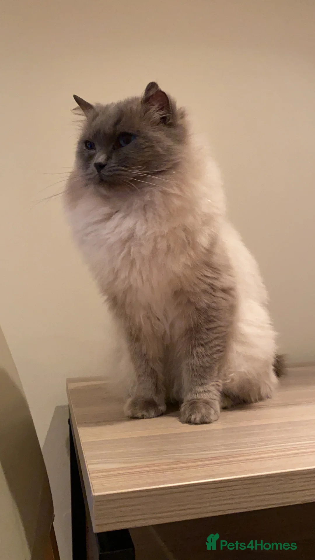 Ragdoll cats for sale: GGCF REGISTERED RAGDOLL KITTENS - Advert 6