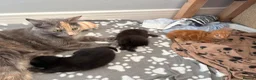 Maine Coon cats for sale: Gorgeous Maine Coon Kittens  - Advert 16