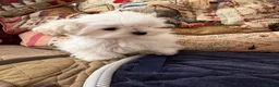 Maltese dogs for sale: MINIATURE MALTESE - Advert 2