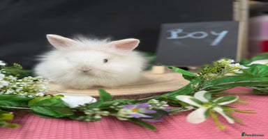 Mini Lion Lop rabbits - Advert 14