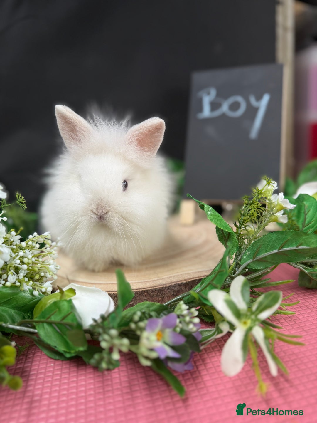 Mini Lion Lop rabbits for sale: Baby mini lion lops AVAILABLE - Image 2