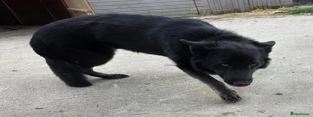 Noir Panther
