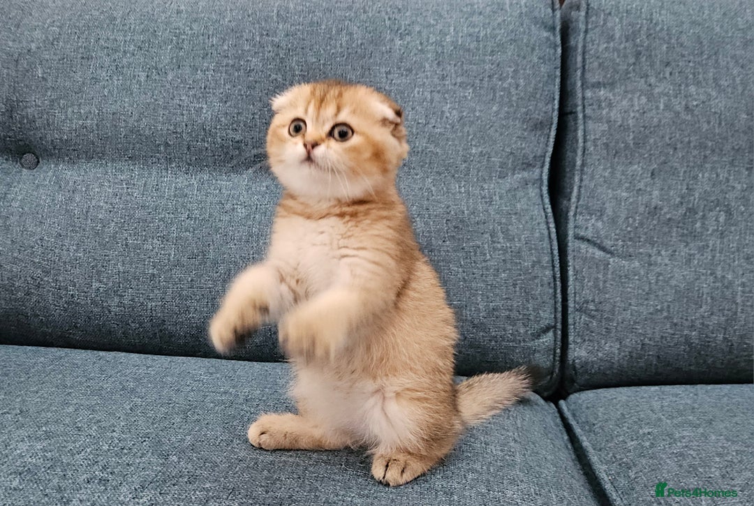 Scottish Fold cats for sale: Excellent Scottish fold kittens  - Image 29