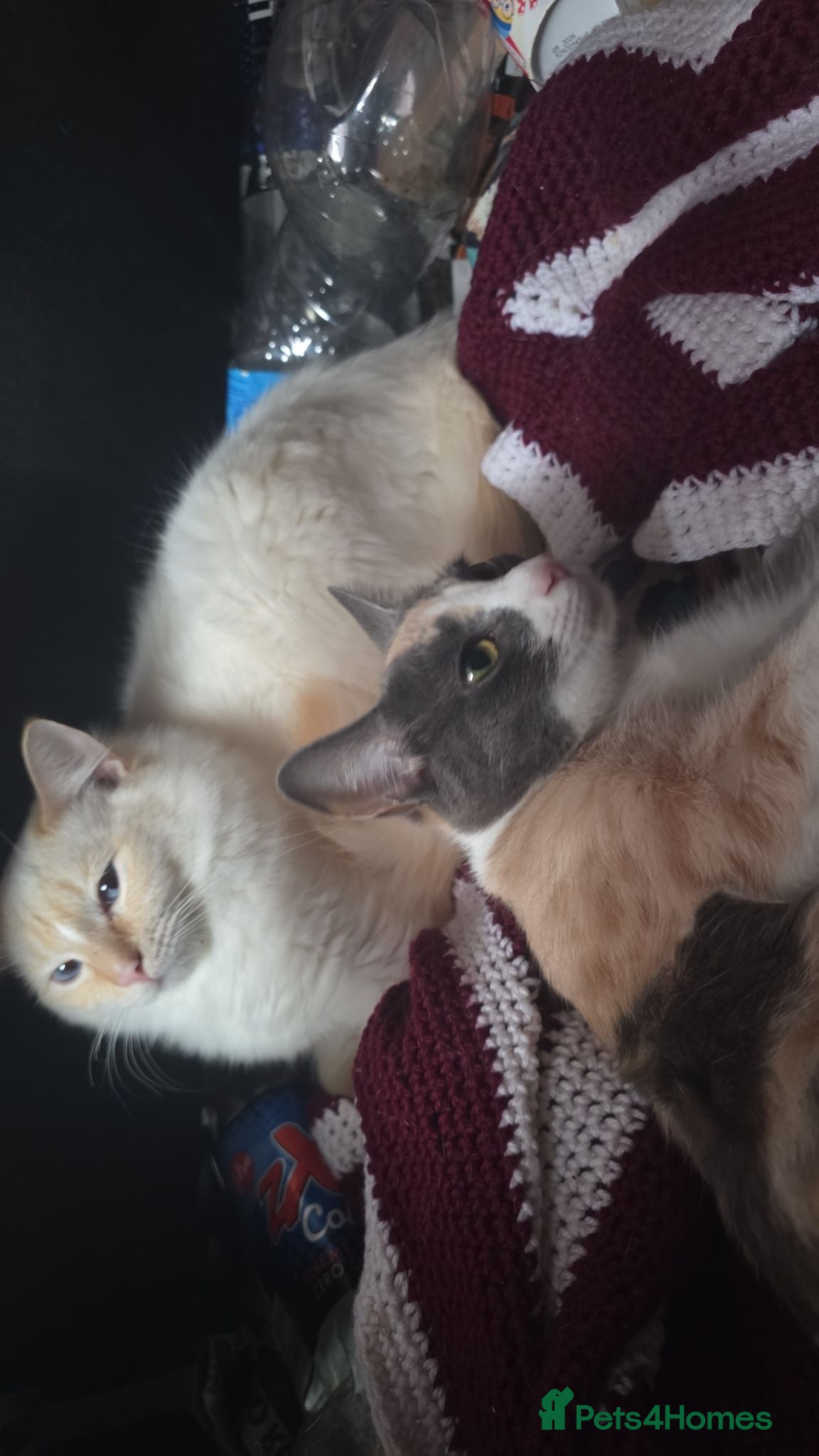 Mixed Breed cats Ragdoll cross kittens - Advert 7