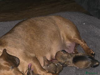 Dachshund dogs Dachsund puppies for sale - Advert 2