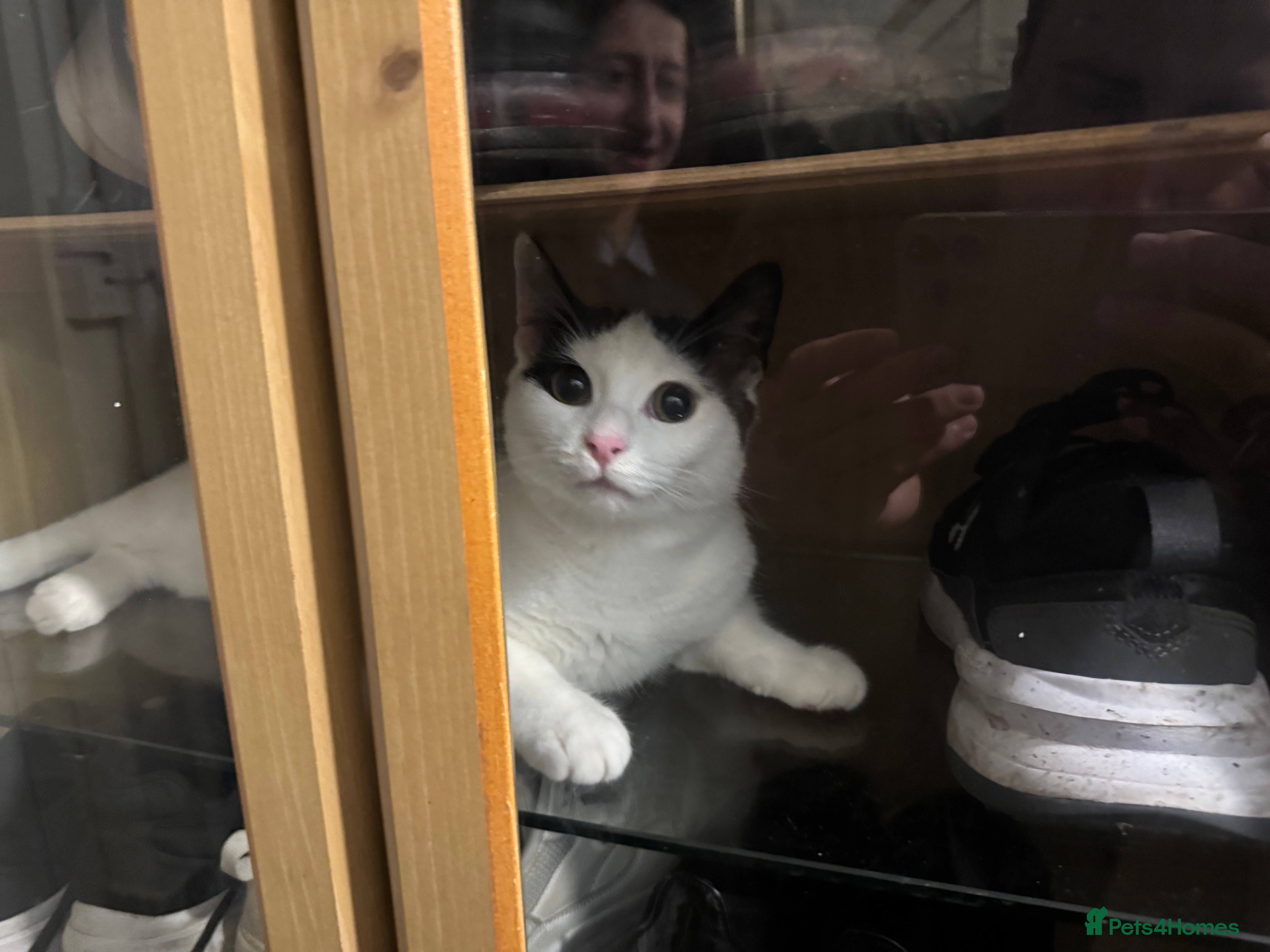 Mixed Breed cats My baby Luna - Advert 2