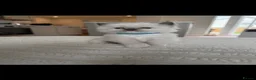 Ragdoll cats for sale: Stunning Champion Bloodline GCCF Kittens - Advert 16