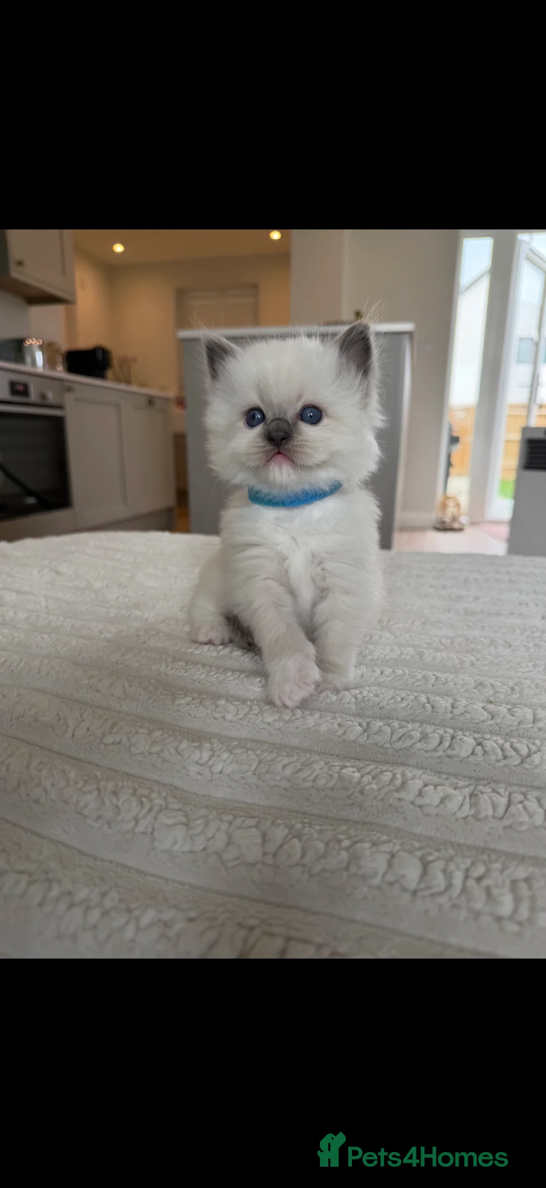 Ragdoll cats for sale: Stunning Champion Bloodline GCCF Kittens - Advert 16
