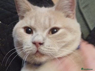 British Shorthair cats for sale: GCCF kittens ready 2 leave now - Advert 1