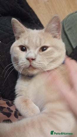 British Shorthair cats - Advert 8