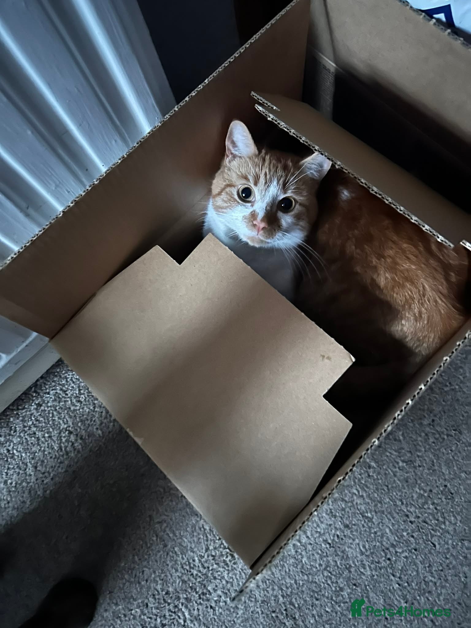 Mixed Breed cats 2 year old male  - Advert 15