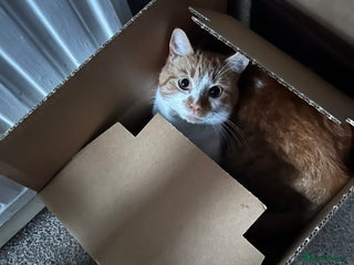 Mixed Breed cats 2 year old male - Advert 5