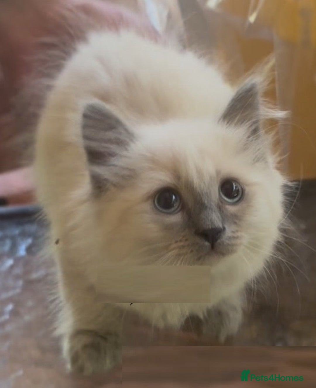 Ragdoll cats for sale: homes raised beautiful Rag dolls kitties - Advert 3