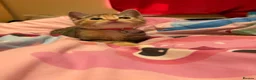 Mixed Breed cats for sale: 😽 2 gorgeous kittens for sale 😽 - Advert 10