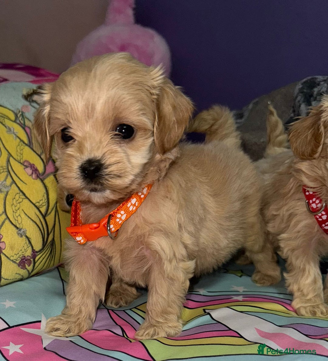 Maltipoo dogs for sale: Outstanding maltipoo - Advert 7