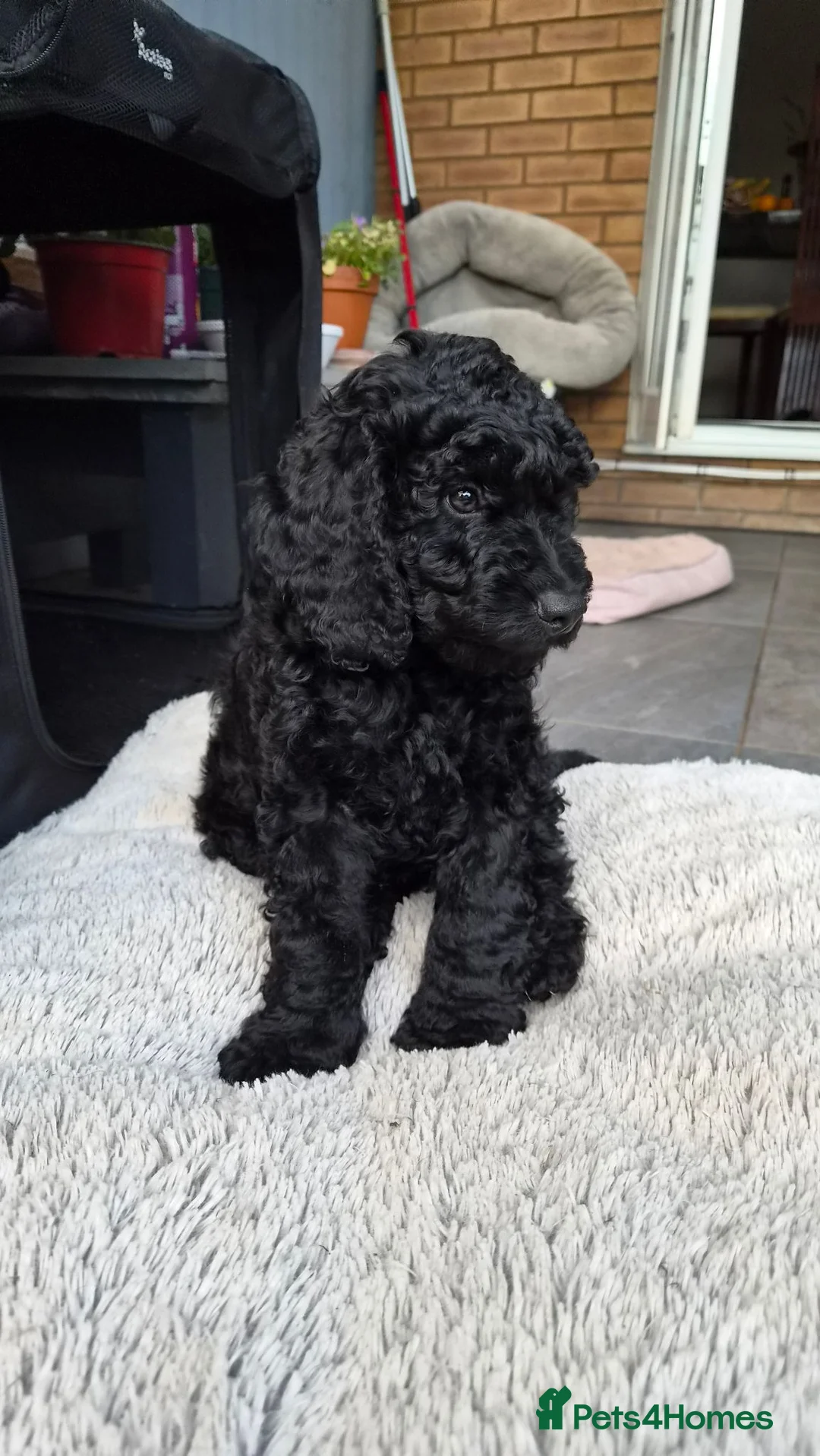Cockapoo dogs for sale: Beautiful Black Cockapoo Boy –  - Advert 2
