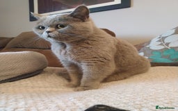 British Shorthair cats for sale: Blue British shorthairs kittens with GCCFpedigree - Image 15