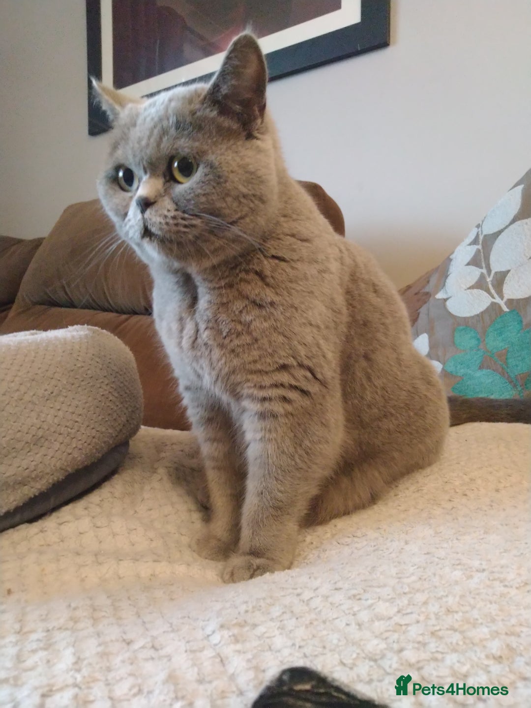 British Shorthair cats for sale: Blue British shorthairs kittens with GCCFpedigree - Image 15