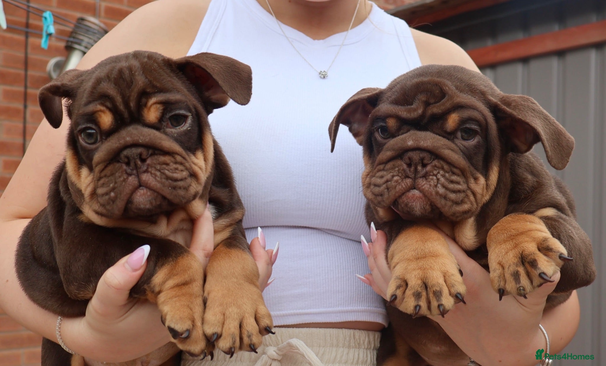 English Bulldog dogs DOLCExKOBE SHORT COMPACT MR MUCCLE BLOODLINE  - Advert 11