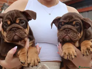 English Bulldog dogs DOLCExKOBE SHORT COMPACT MR MUCCLE BLOODLINE - Advert 11