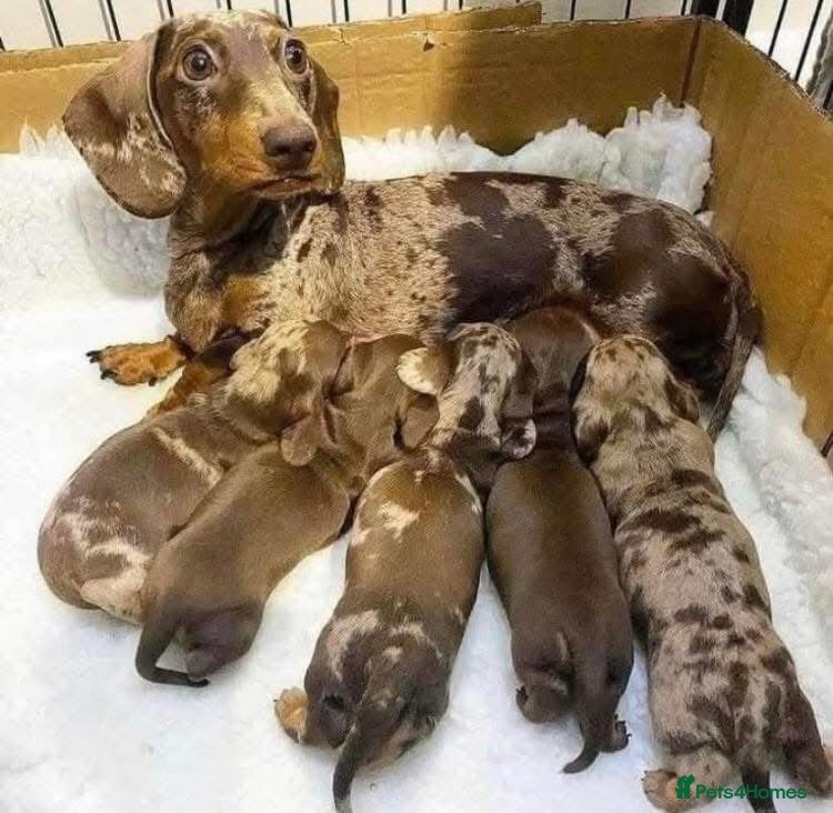 Miniature Dachshund dogs for sale: Miniature Dachshund puppies - Advert 6