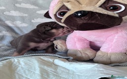English Bulldog dogs for sale: Self Whelped Healthy English bulldog Babies❤️🤍 - Image 24
