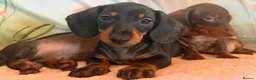 Miniature Dachshund dogs for sale: ❤️🐾 Adorable Miniature Dachshunds 🐾❤️ - Advert 14
