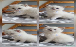 Ragdoll cats for sale: HCM/PKD clear ragdoll boys - Image 12