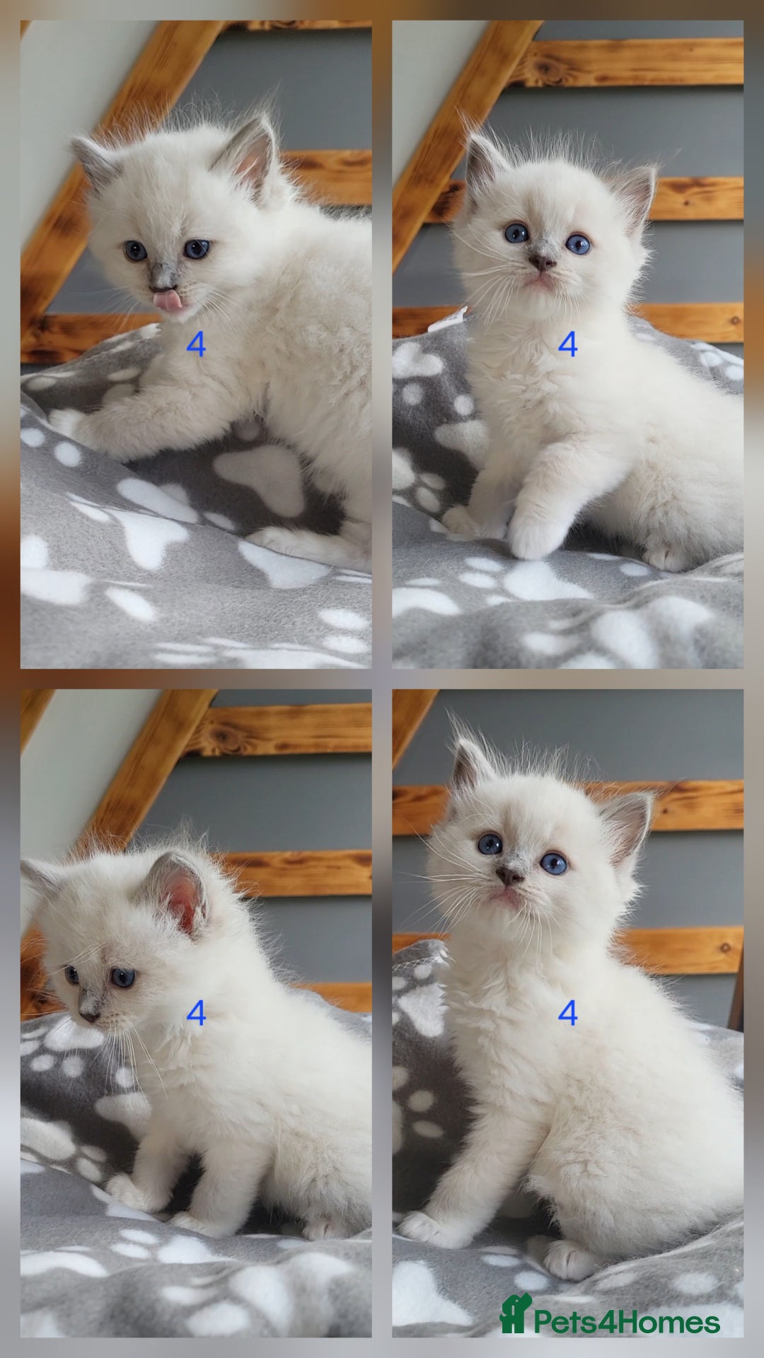 Ragdoll cats for sale: HCM/PKD clear ragdoll boys - Image 12