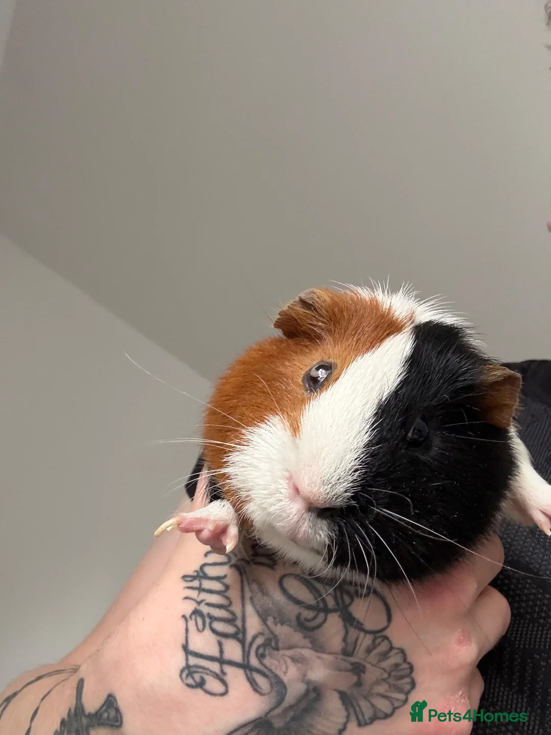 Guinea Pig rodents for sale: 2 guinea pigs rehome (Free) in Nottingham - Advert 2