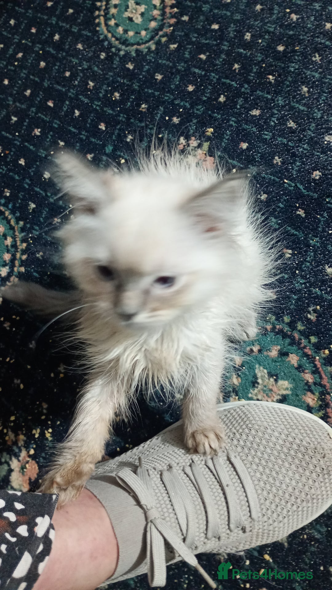 Ragdoll cats for sale: Beautiful full ragdoll kittens £695 - Advert 35