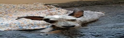 Staffordshire Bull Terrier dogs for sale: 2 beautiful Merle Staffies  - Advert 5