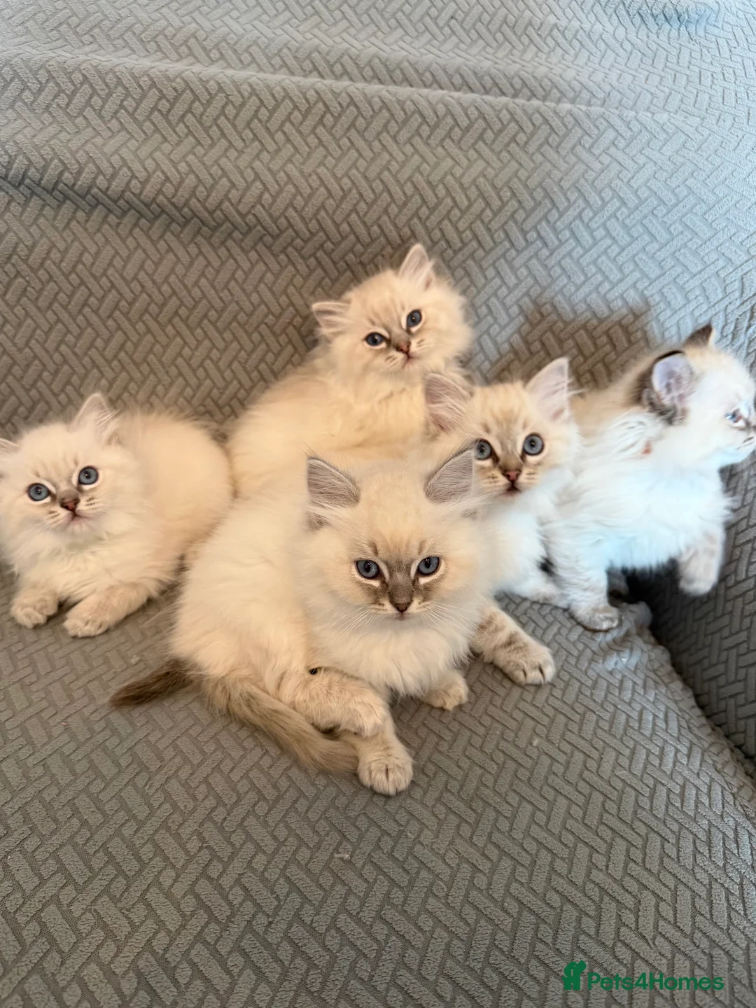 Ragdoll cats for sale: Beautiful Ragdoll Kittens (READY NOW) - Advert 1