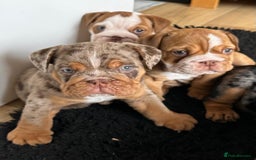 English Bulldog dogs for sale: Amazing litter of English bulldogs - Image 2