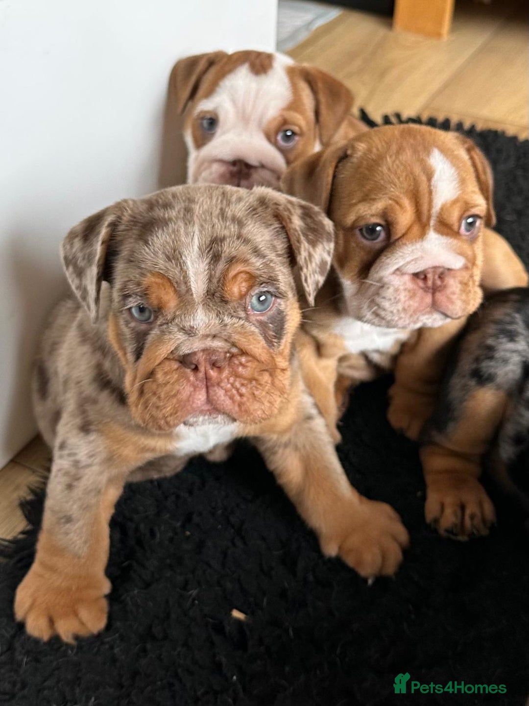 English Bulldog dogs for sale: Amazing litter of English bulldogs - Image 2