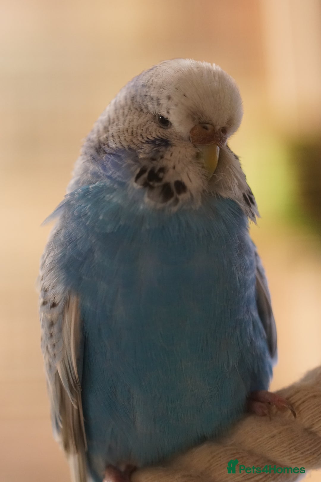 Budgerigars birds for sale: Budgies  - Advert 9