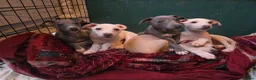 Mixed Breed dogs for sale: ALL SOLD-Italian Greyhound x Whippet - Advert 5