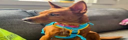 Mixed Breed dogs for adoption: Rusty - Podenco cross  in Waltham Cross - Advert 6