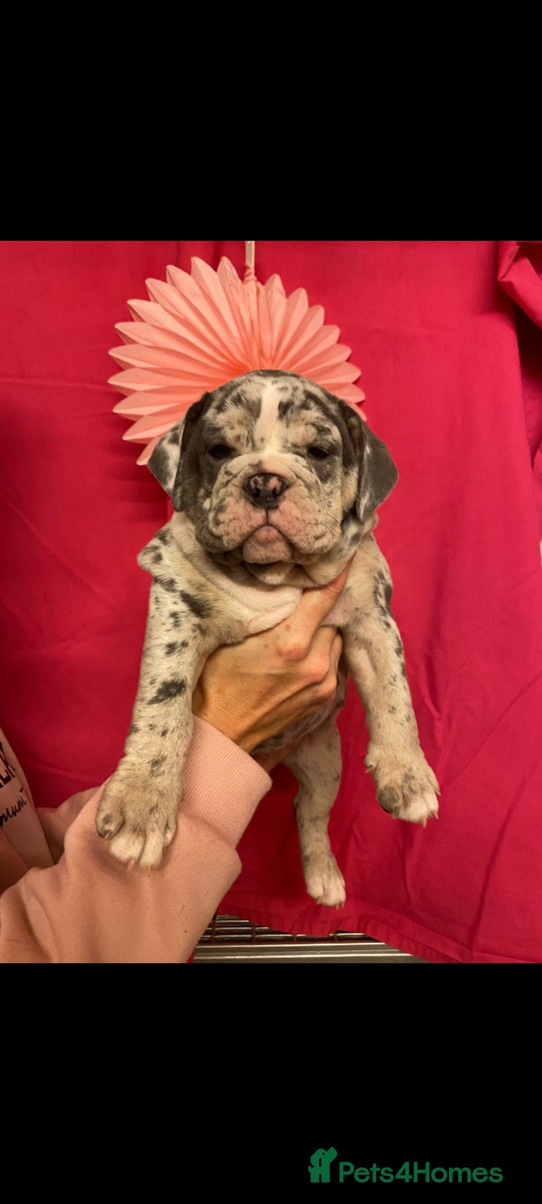 Mixed Breed dogs for sale: F1 olde English bulldog - Advert 13