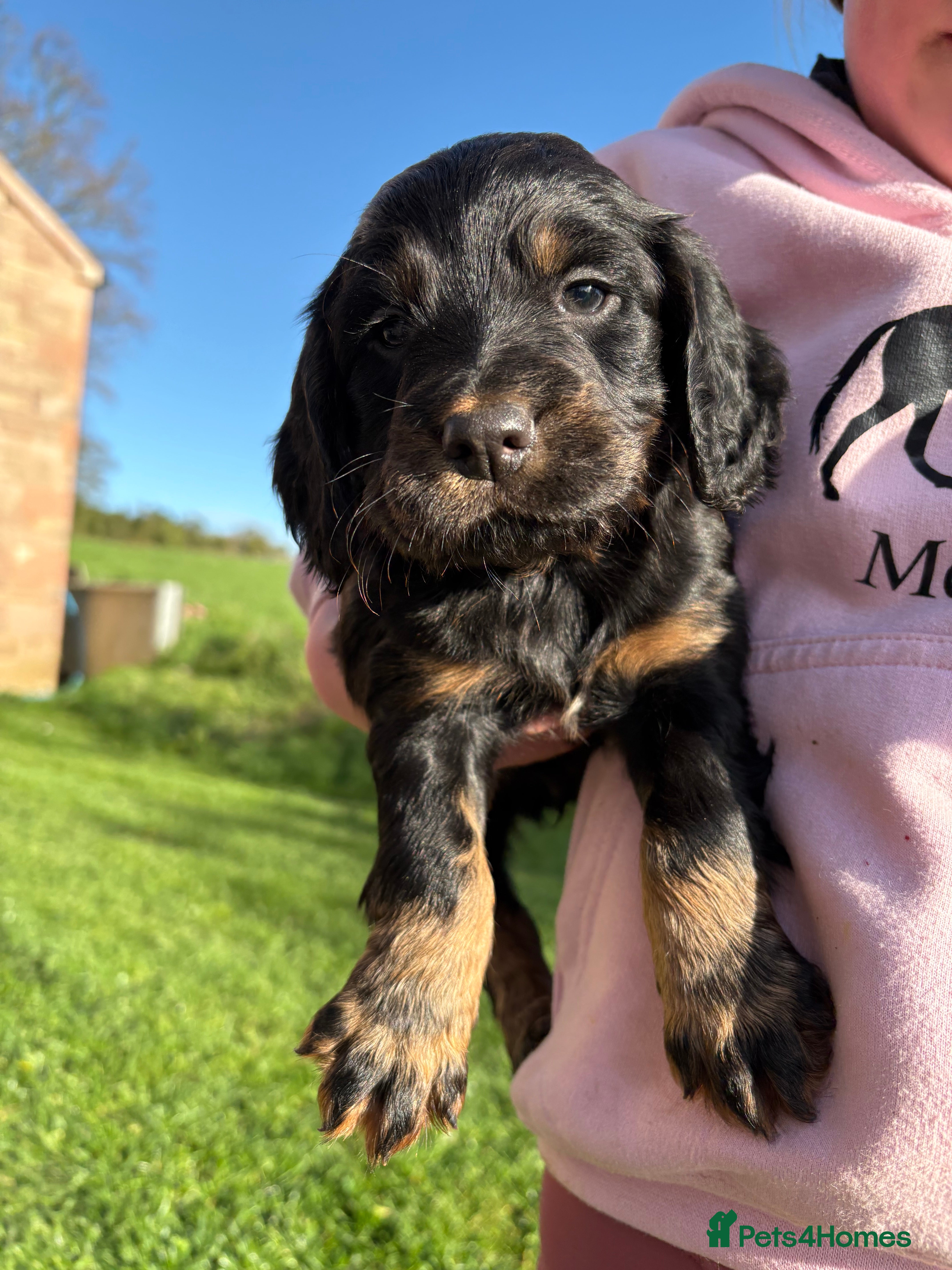 Cocker Spaniel dogs Beautiful Working Cocker Spaniel Puppies - Advert 2