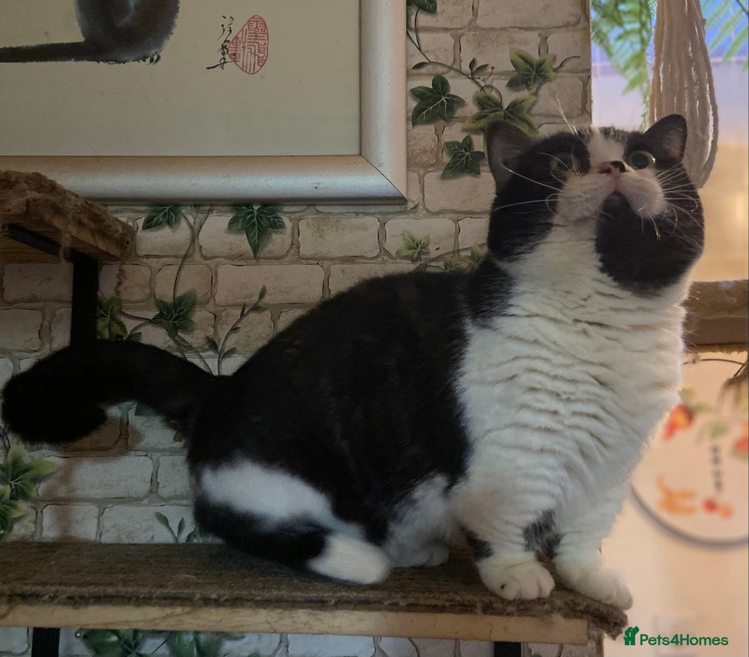 Munchkin cats for sale: Call center cat, TICA active registered munchkin - Advert 7